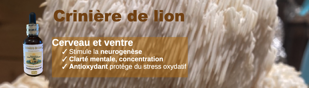 Crinière de lion champignon du cerveau et du ventre. Stimule la production de neurones. Contient de l'Héricénone -> stimule la neurogénèse  et de l'Ergothionéine, un puissant antioxydant qui protège du stress oxydatif et des radicaux libres.
